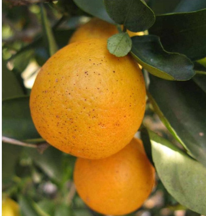 Citrus Orangequat Springvale Garden Centre