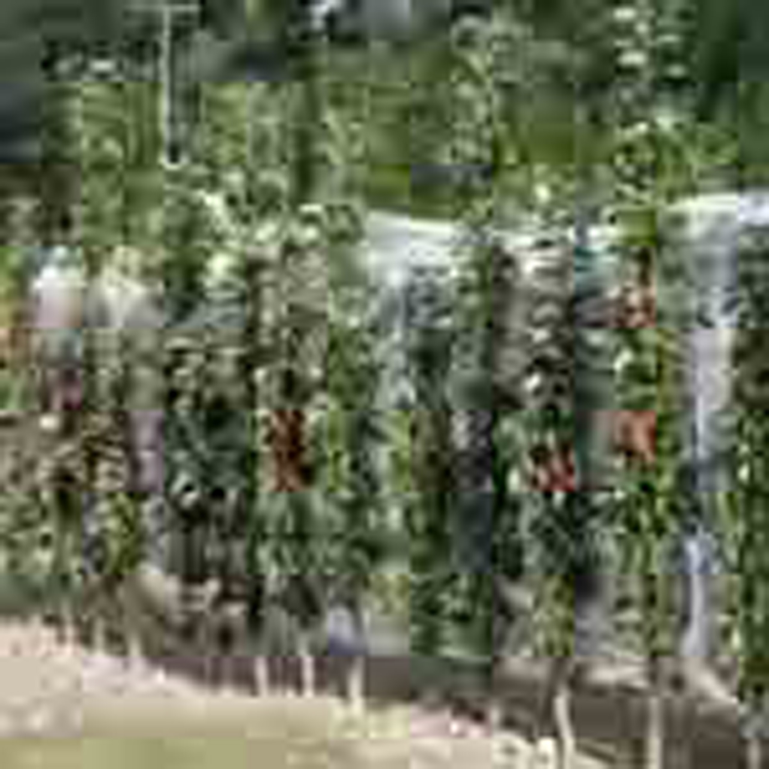 колоновидные плодовые деревья для подмосковья фото