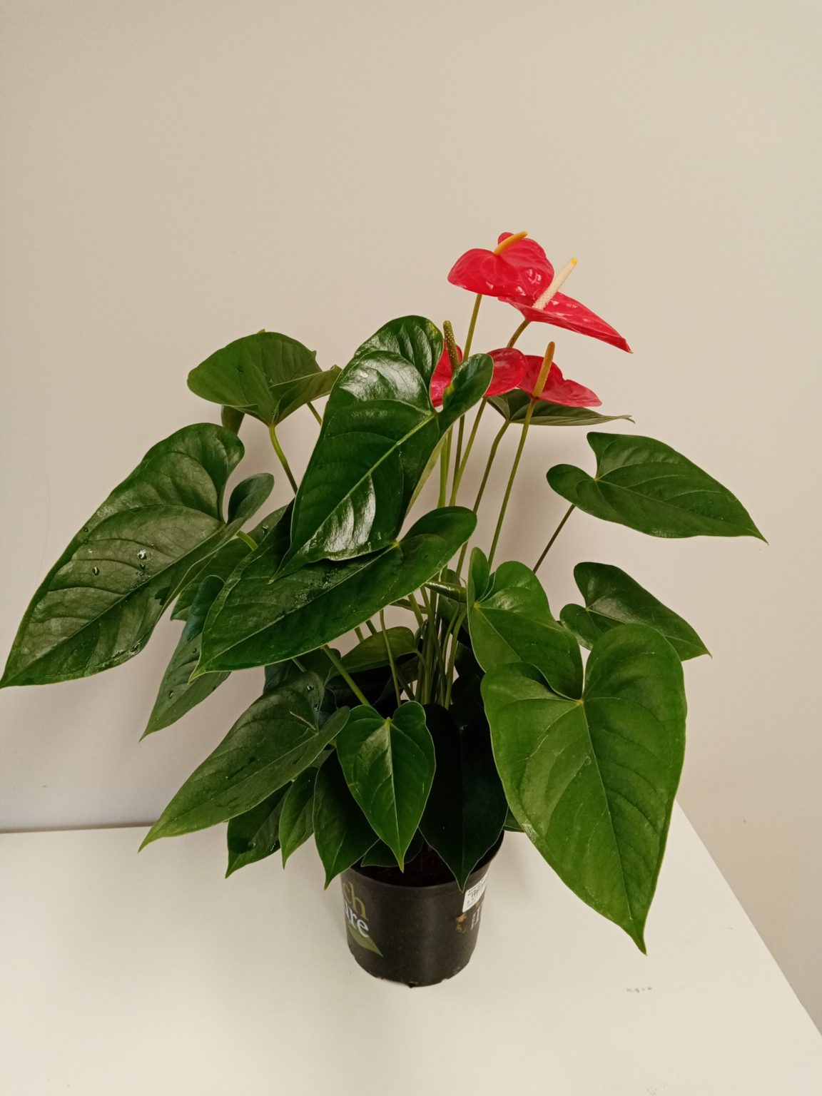 Anthurium Red Winner 15cm - Springvale Garden Centre