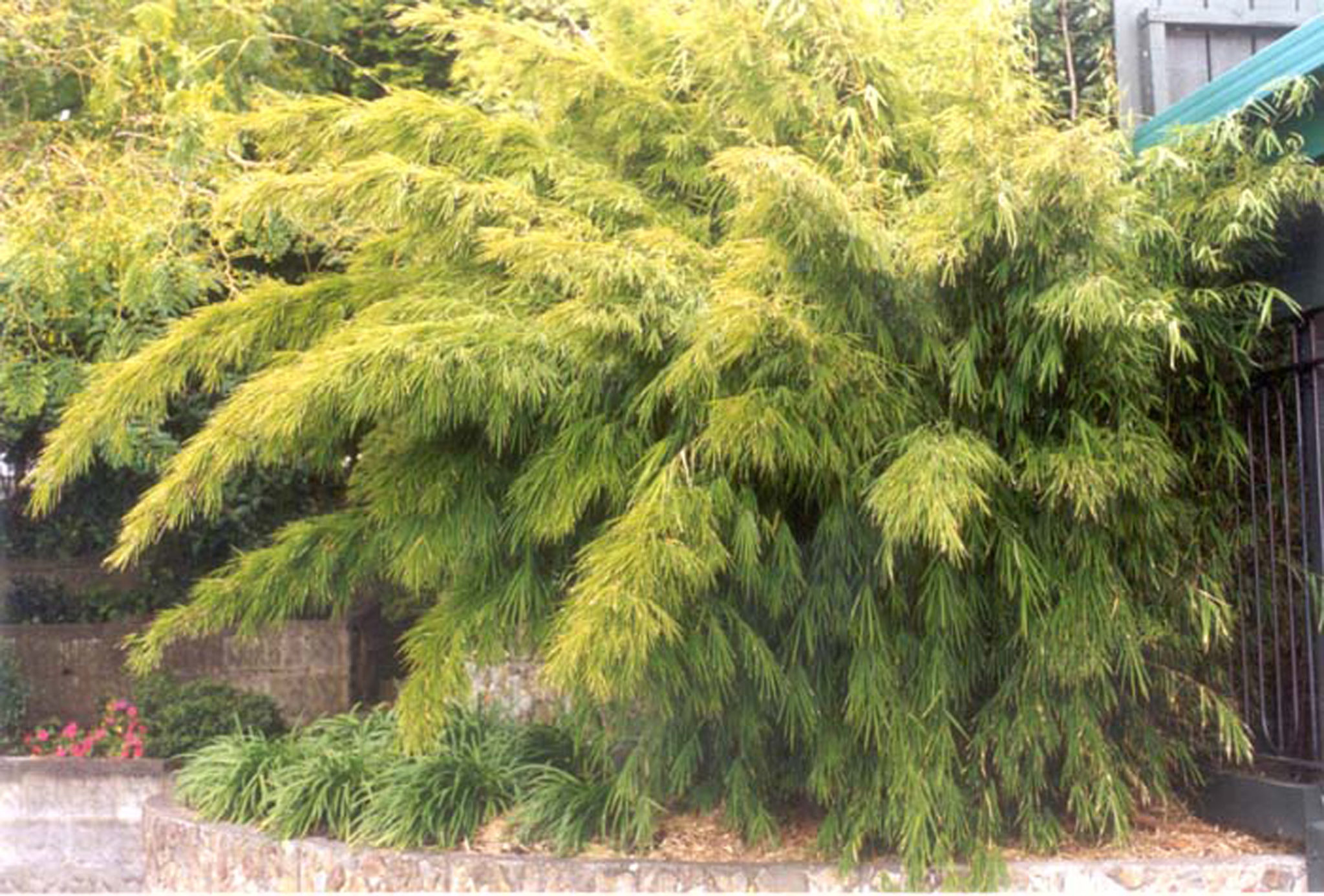 Bambusa gracilis 2.5L Springvale Garden Centre