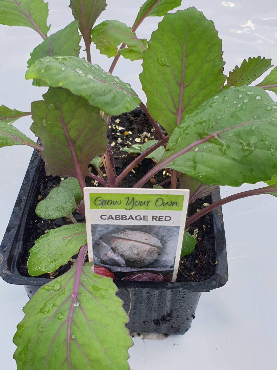 Cabbage Red - Springvale Garden Centre