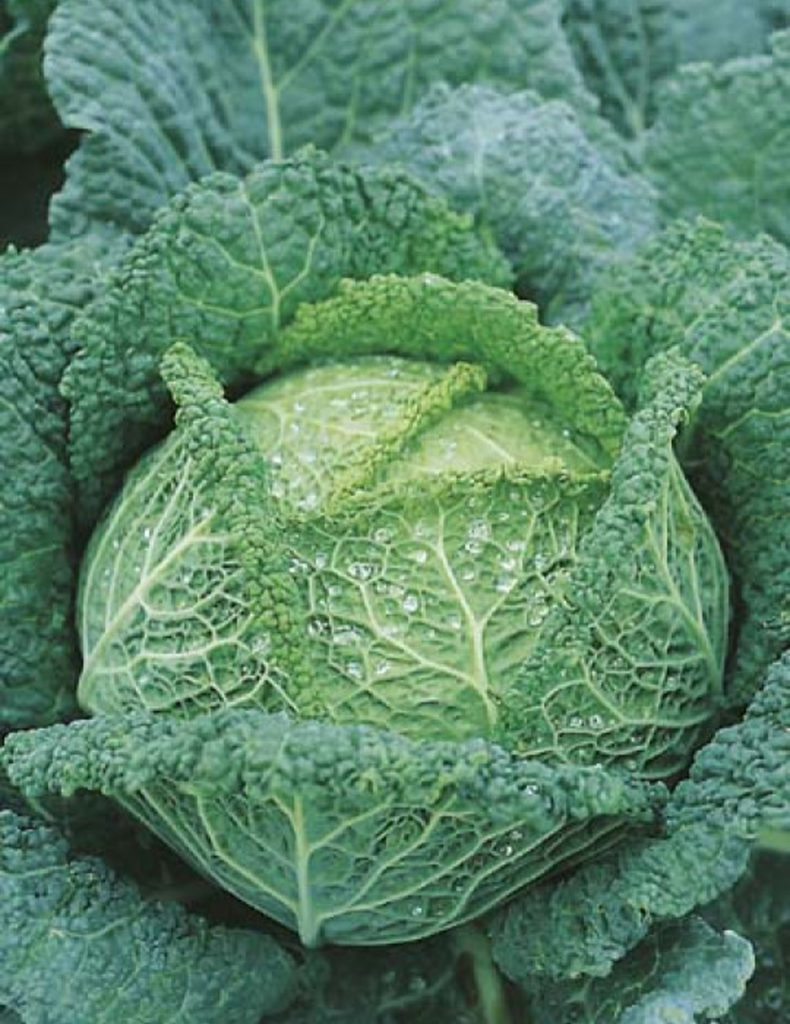 Seeds Cabbage Savoy F1 Springvale Garden Centre