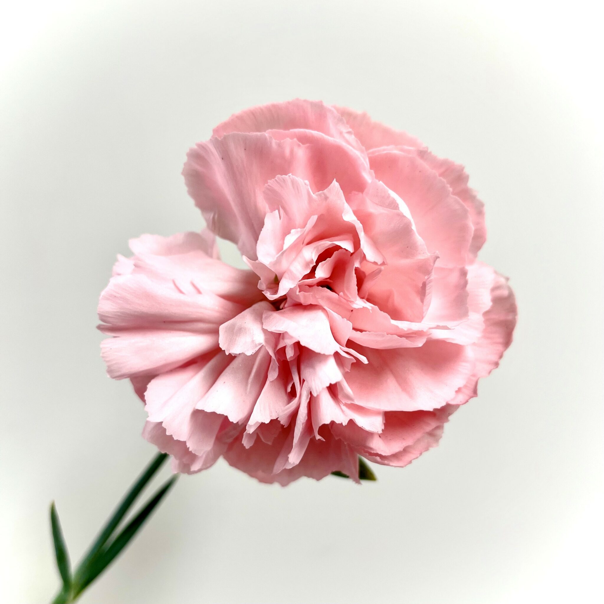 Carnation Otaki Pink - Springvale Garden Centre