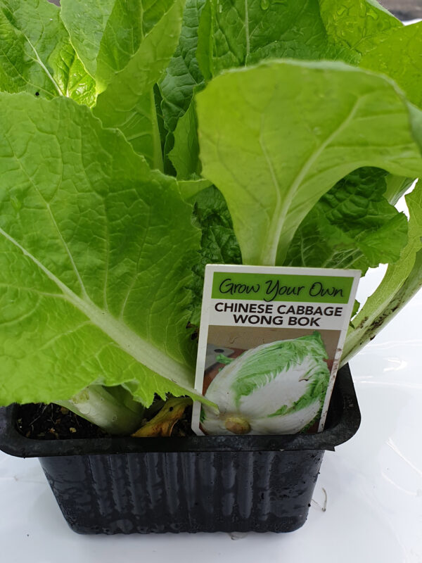 Chinese Cabbage Wong Bok - Springvale Garden Centre