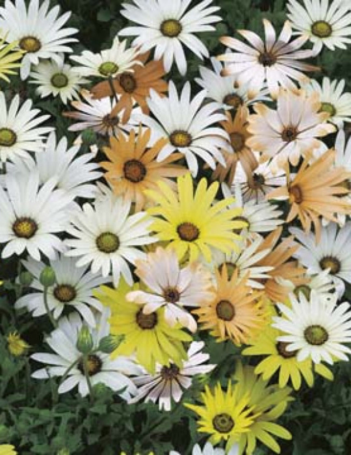 Seeds Dimortheca Limpopo Mix Springvale Garden Centre