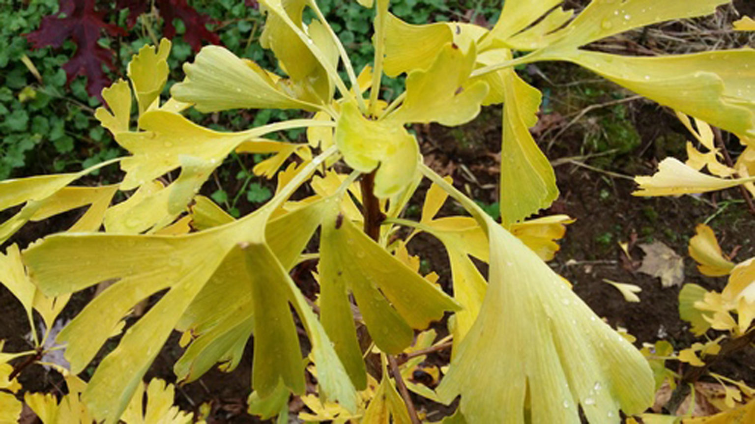 Ginkgo Biloba Autumn Gold Springvale Garden Centre