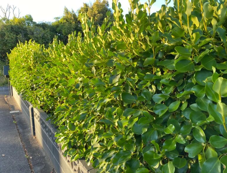 Griselinia Value Range - Springvale Garden Centre