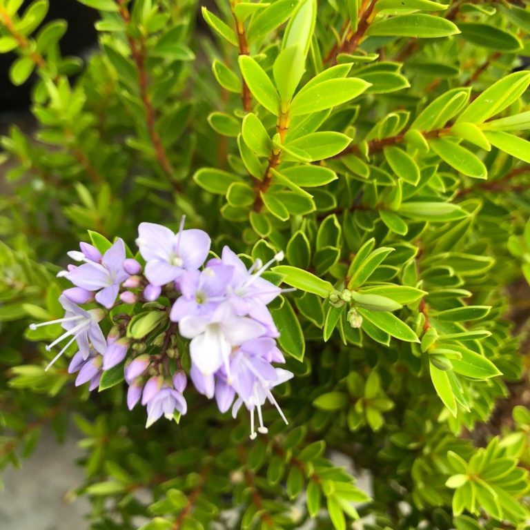 hebe-diosmifolia-mauve-springvale-garden-centre