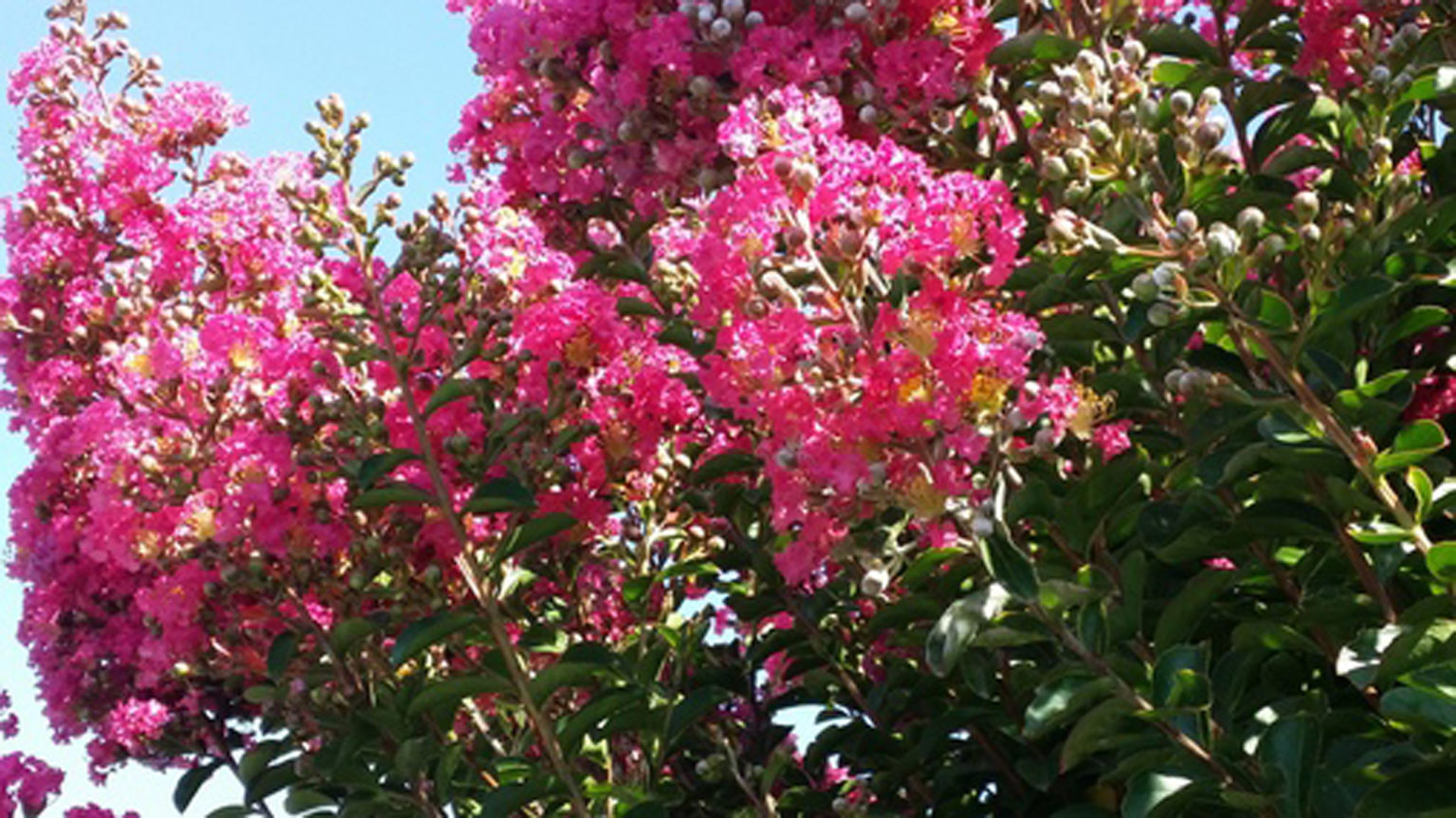 Lagerstroemia Indica Springvale Garden Centre