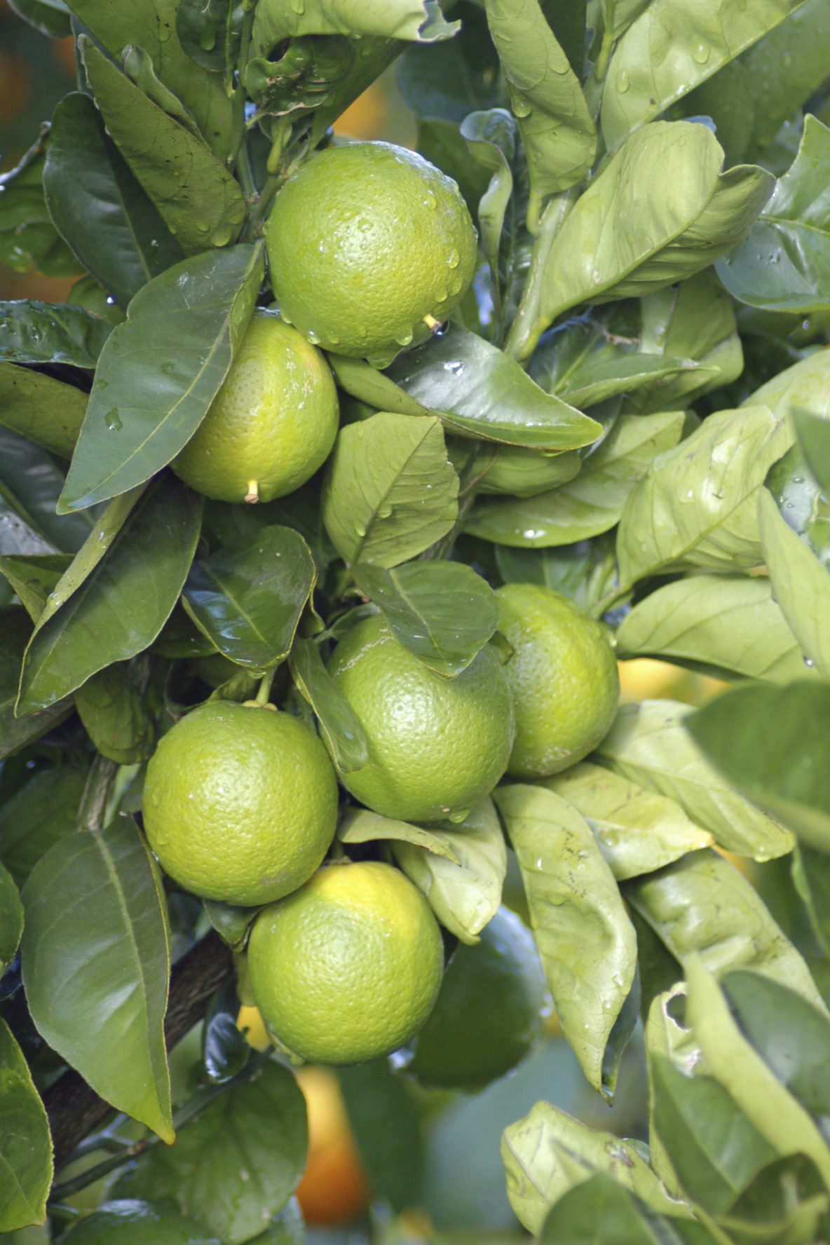 Citrus lime Bearss Dwarf - Springvale Garden Centre