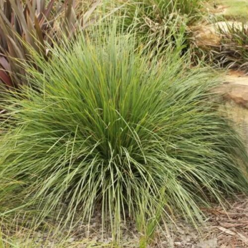 Lomandra Frosty Tops - Springvale Garden Centre