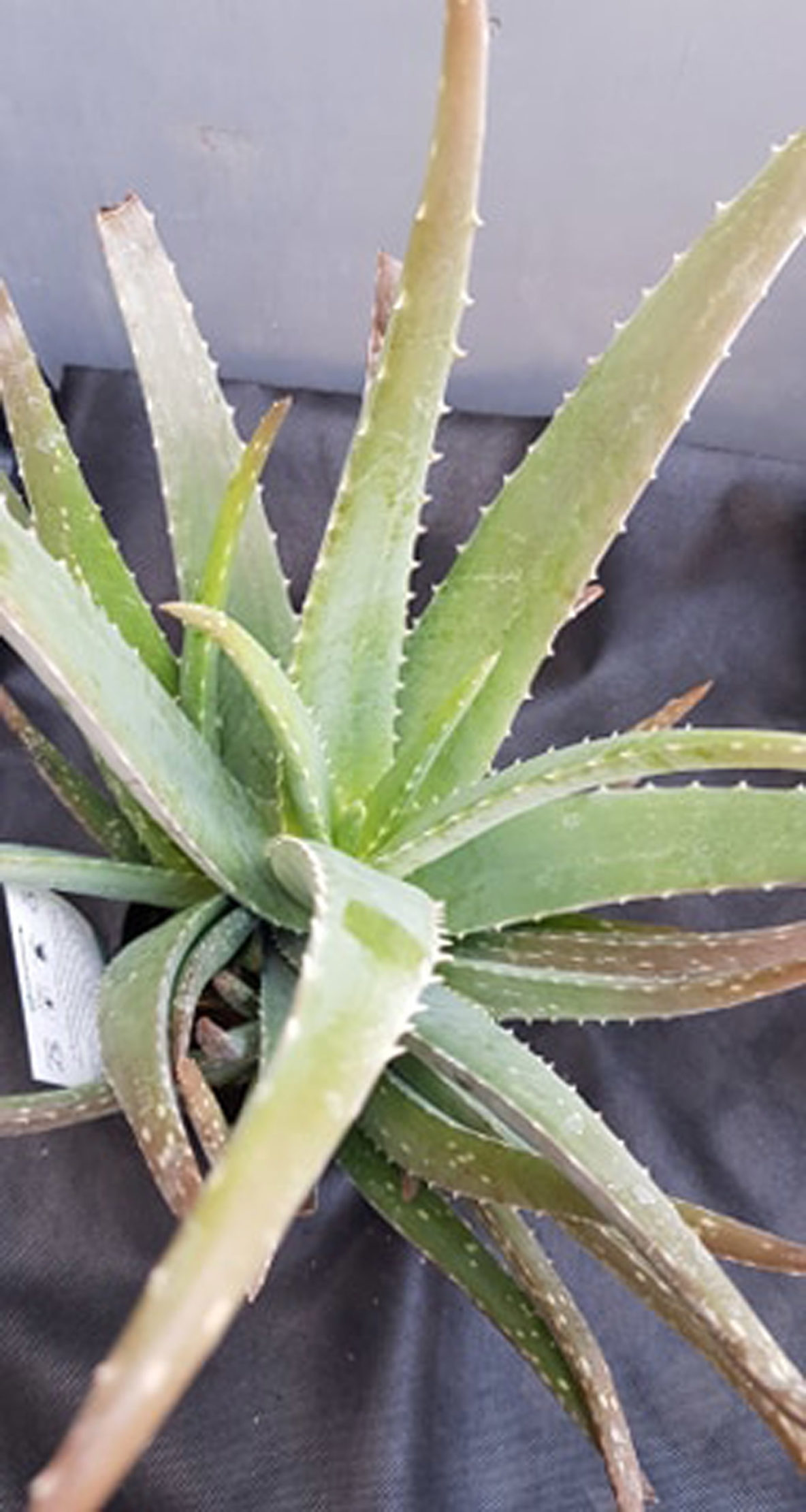 Aloe Vera Springvale Garden Centre
