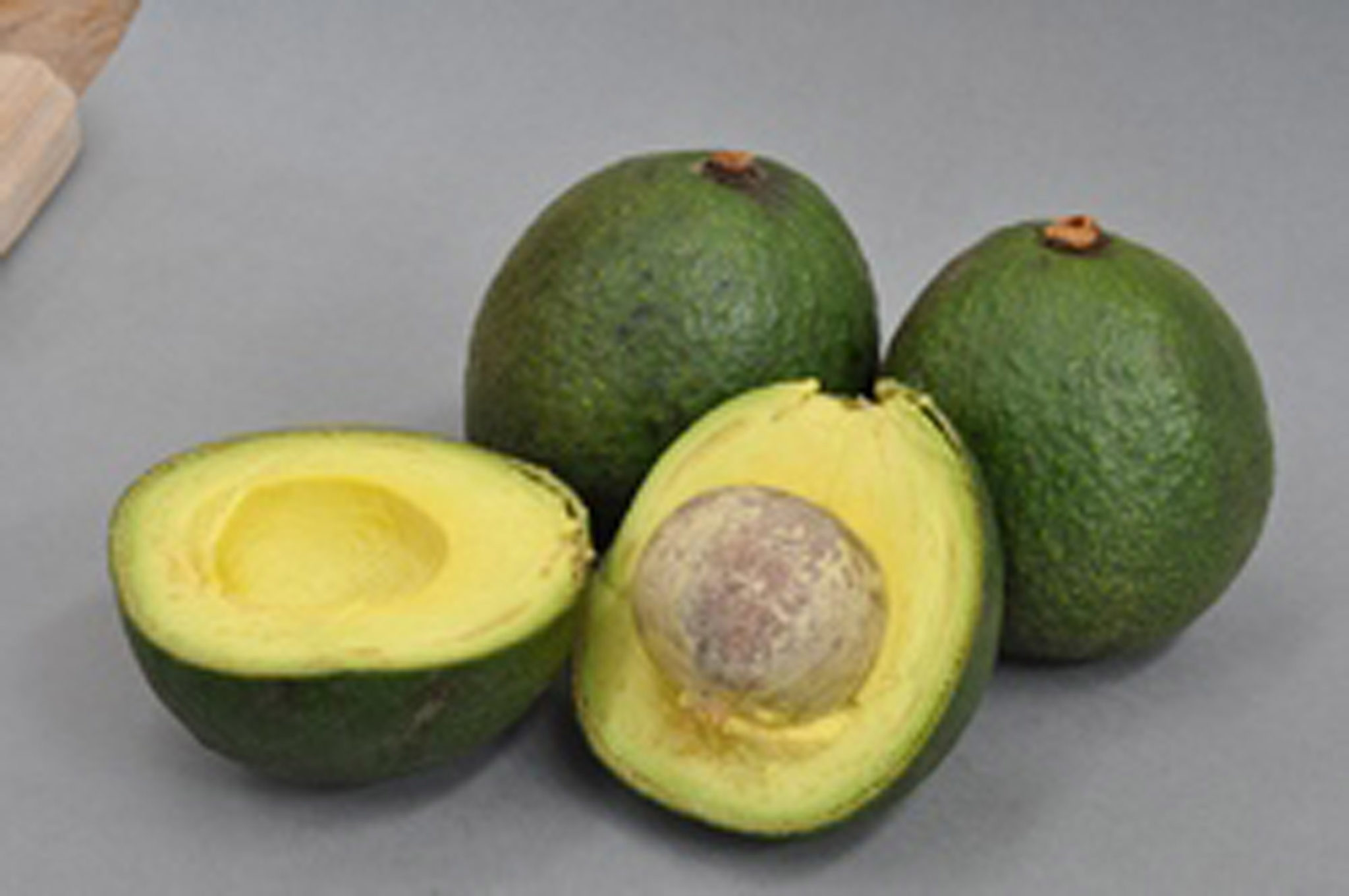 Avocado Reed Springvale Garden Centre