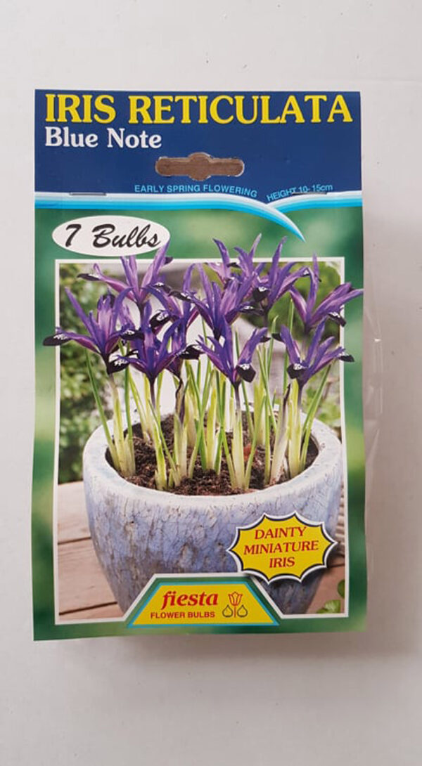 Iris Reticulata Blue Note