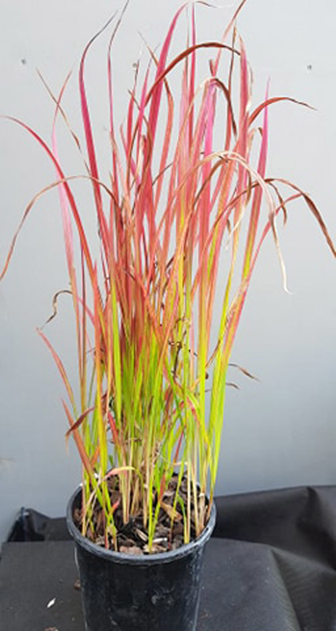 Imperata cylindrica rubra - Springvale Garden Centre