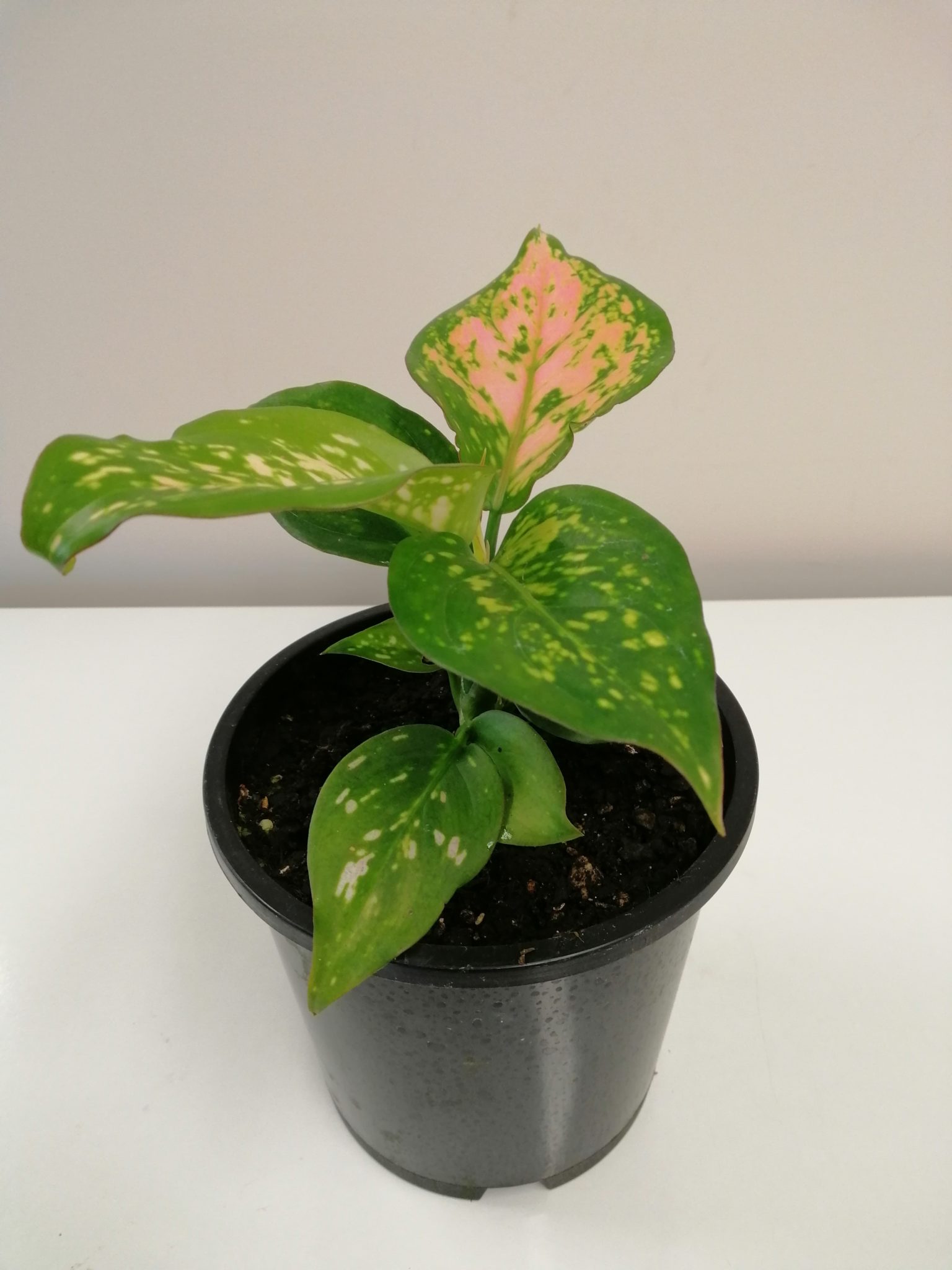 Aglaonema wishes plant