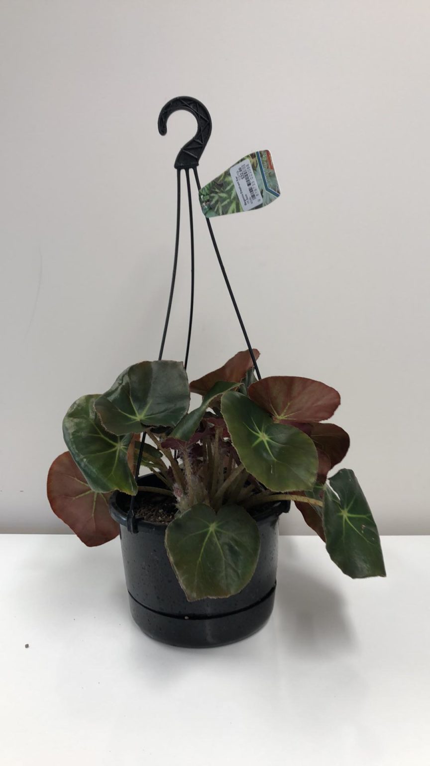 Begonia Elephant Ear 17.5cm Springvale Garden Centre