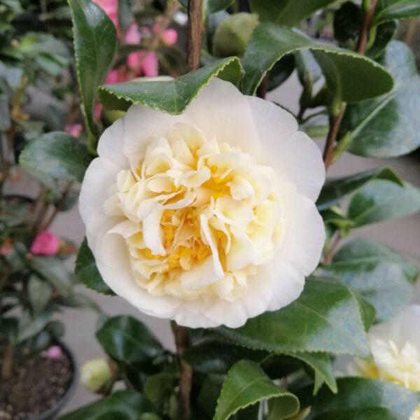 Camellia Brushfields Yellow 4L