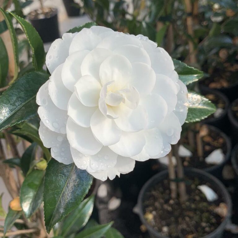 Camellia Early Pearly 10cm - Springvale Garden Centre