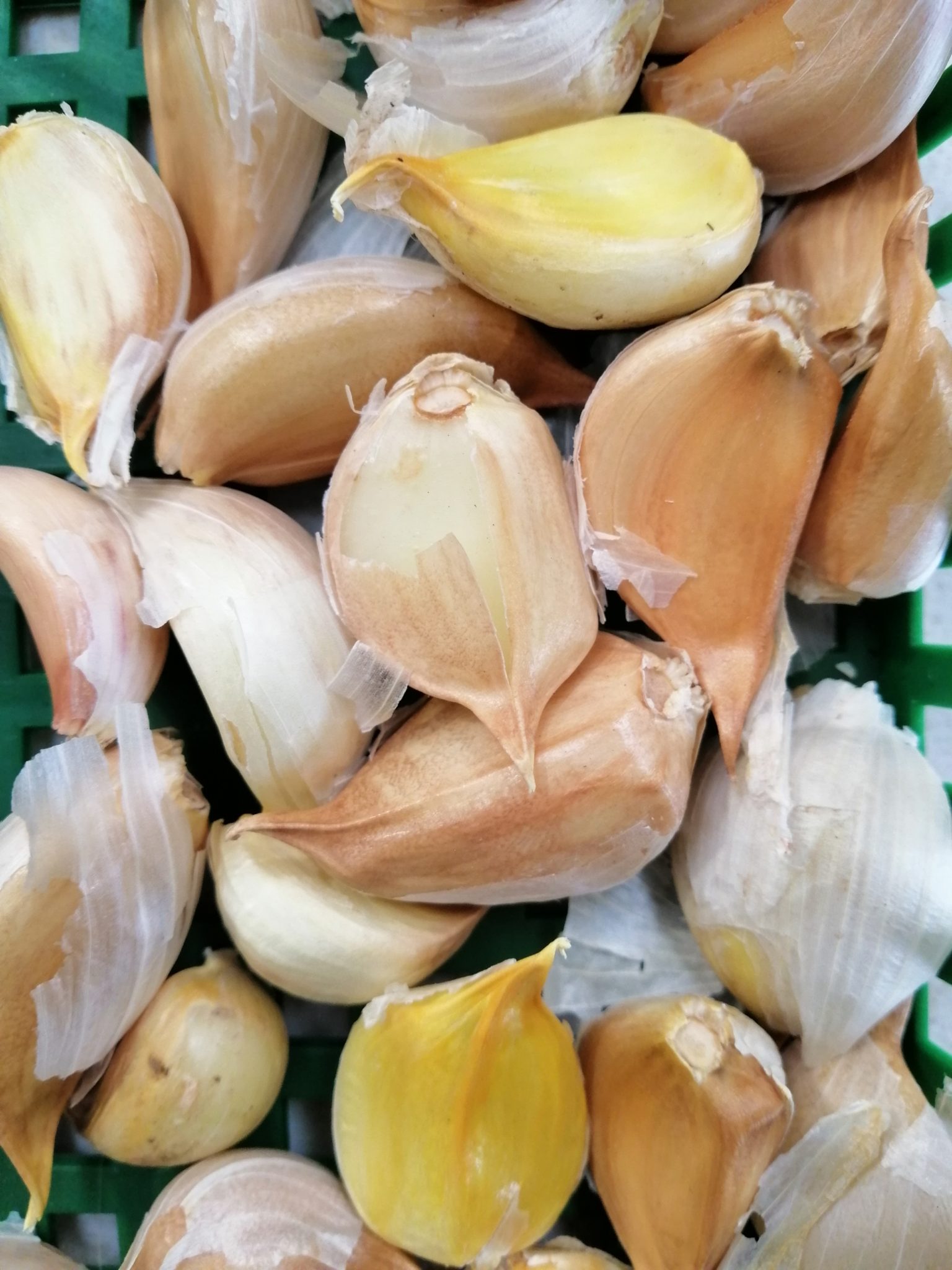 Elephant Garlic 6 pk Springvale Garden Centre