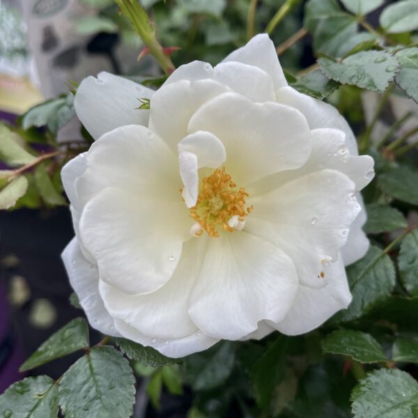 ROSE FLOWER CARPET WHITE - Springvale Garden Centre