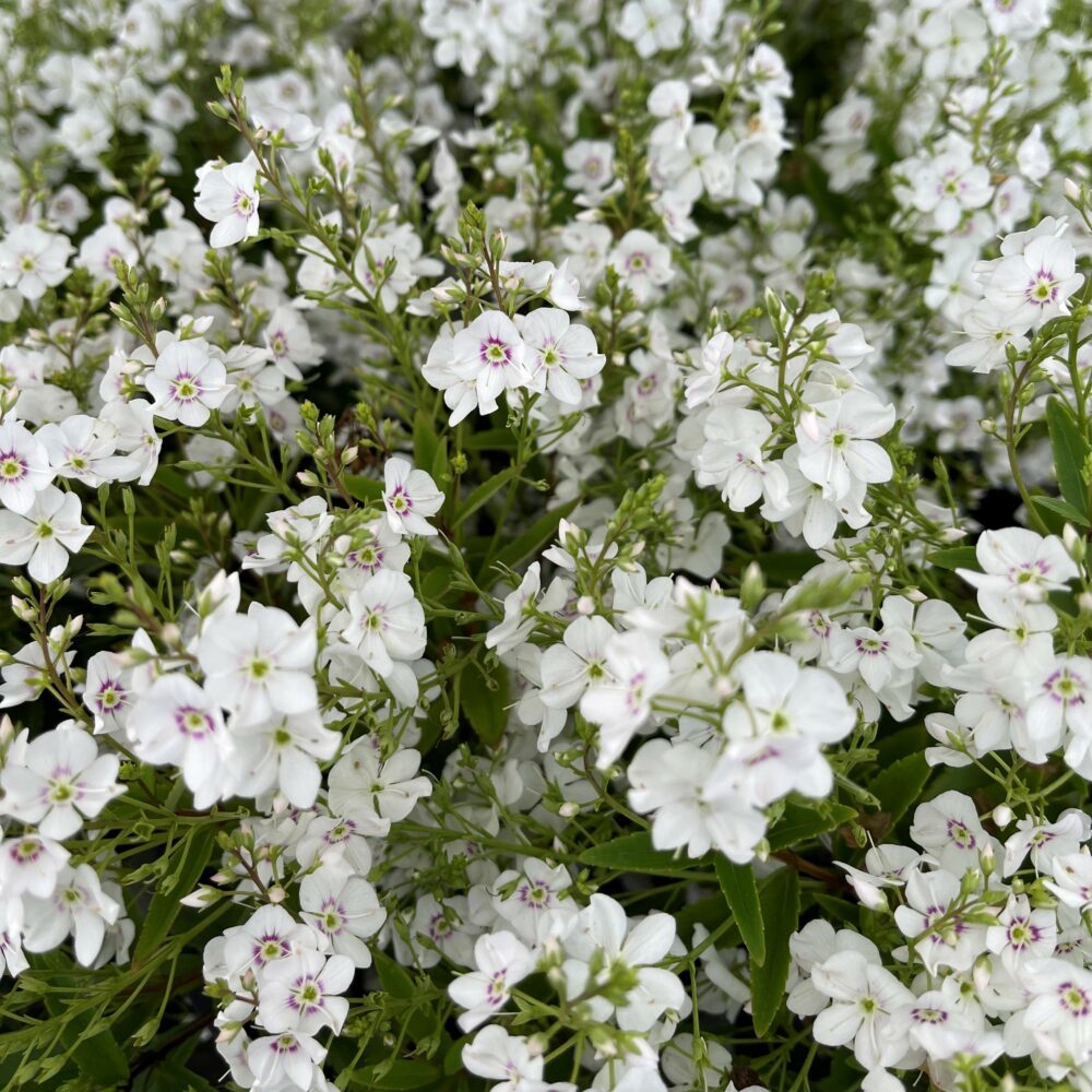 Parahebe Snowcap 1.3l - Springvale Garden Centre