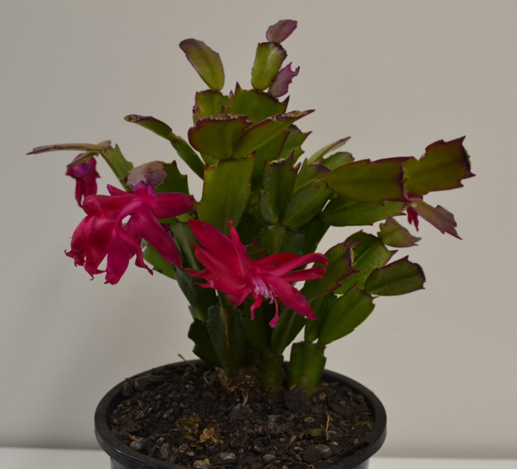 Zygo Cactus Pink/Red 1.3L - Springvale Garden Centre