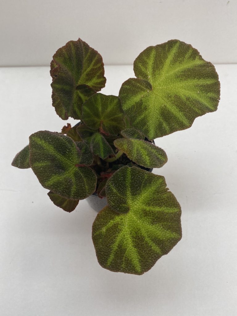 Begonia Lizard Leg 12cm - Springvale Garden Centre