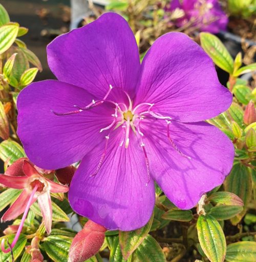 Tibouchina Groovy Baby - Springvale Garden Centre