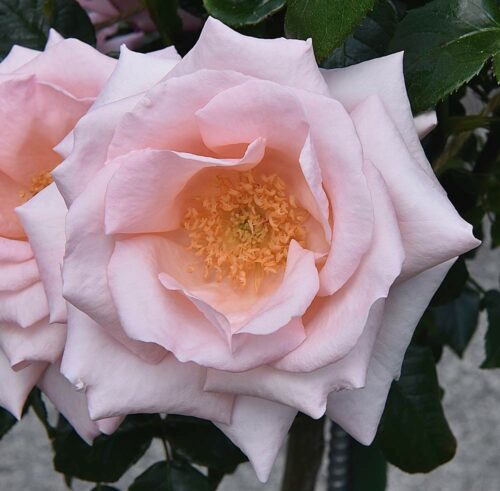 Rose Bush 'Aotearoa NZ' - Springvale Garden Centre