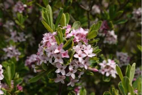 Daphne burkwoodii 6lt - Springvale Garden Centre