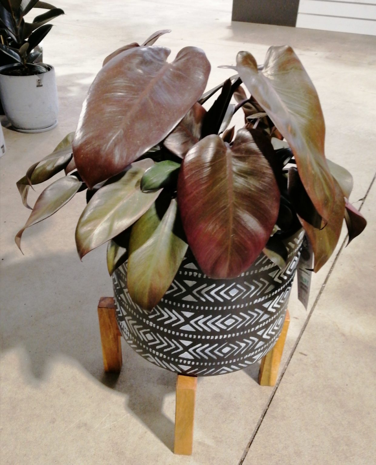 Philodendron Royal Queen 3.3L - Springvale Garden Centre