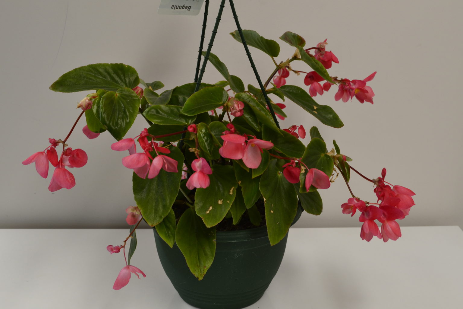 begonia-dragon-wing-20cm-baske-springvale-garden-centre