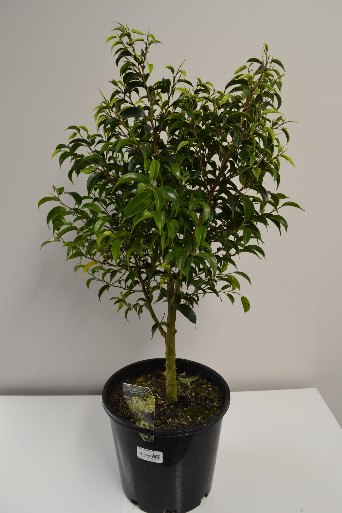 Ficus Baby Ben 20cm - Springvale Garden Centre