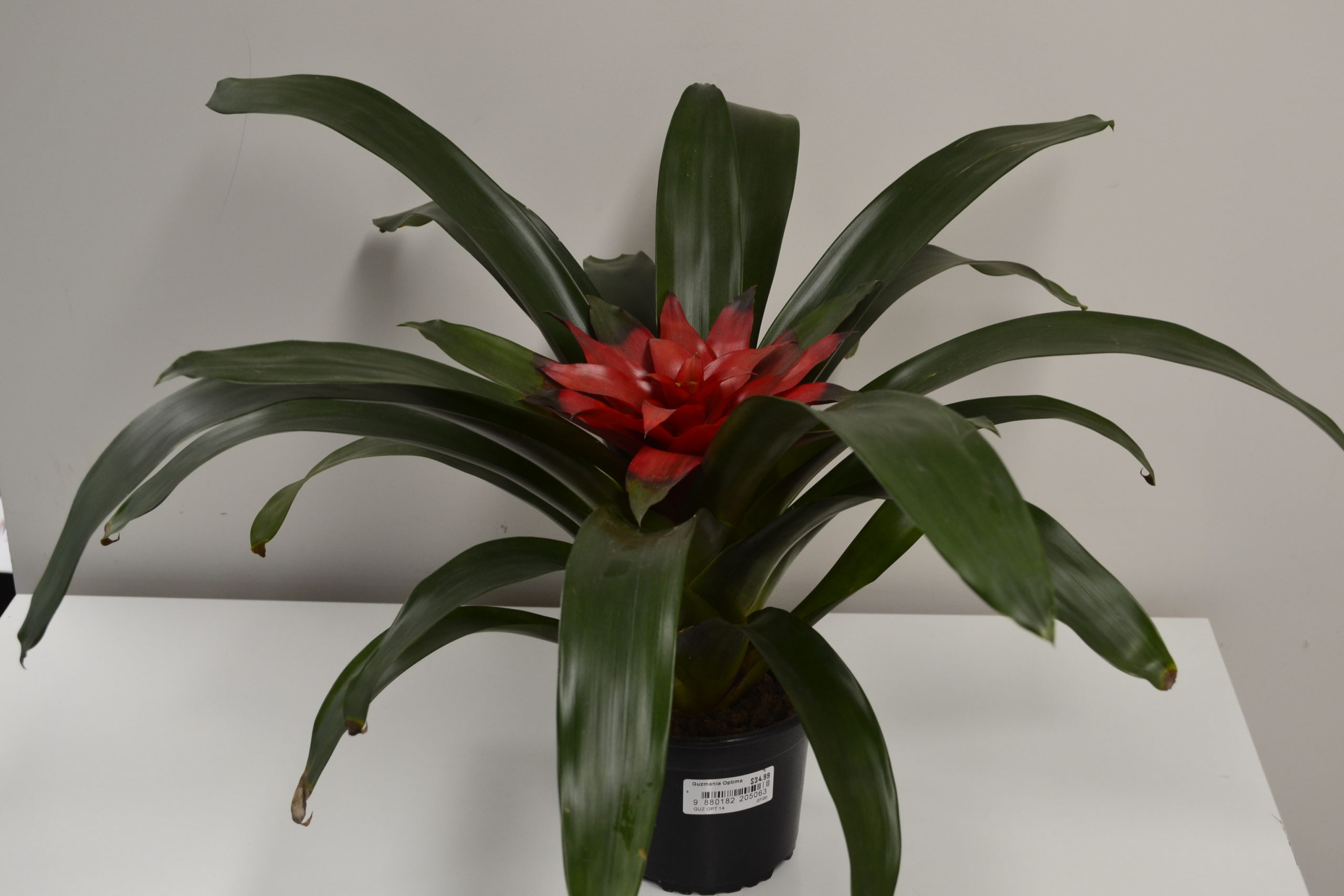 Guzmania Optima