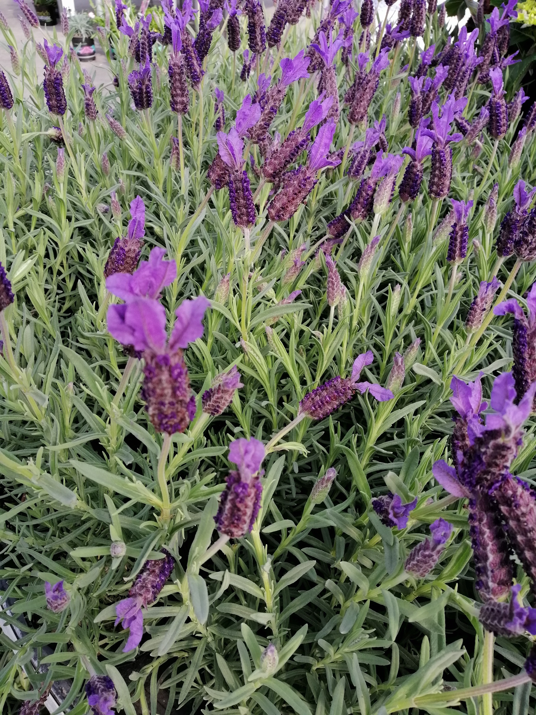 Lavender Major 1L - Springvale Garden Centre