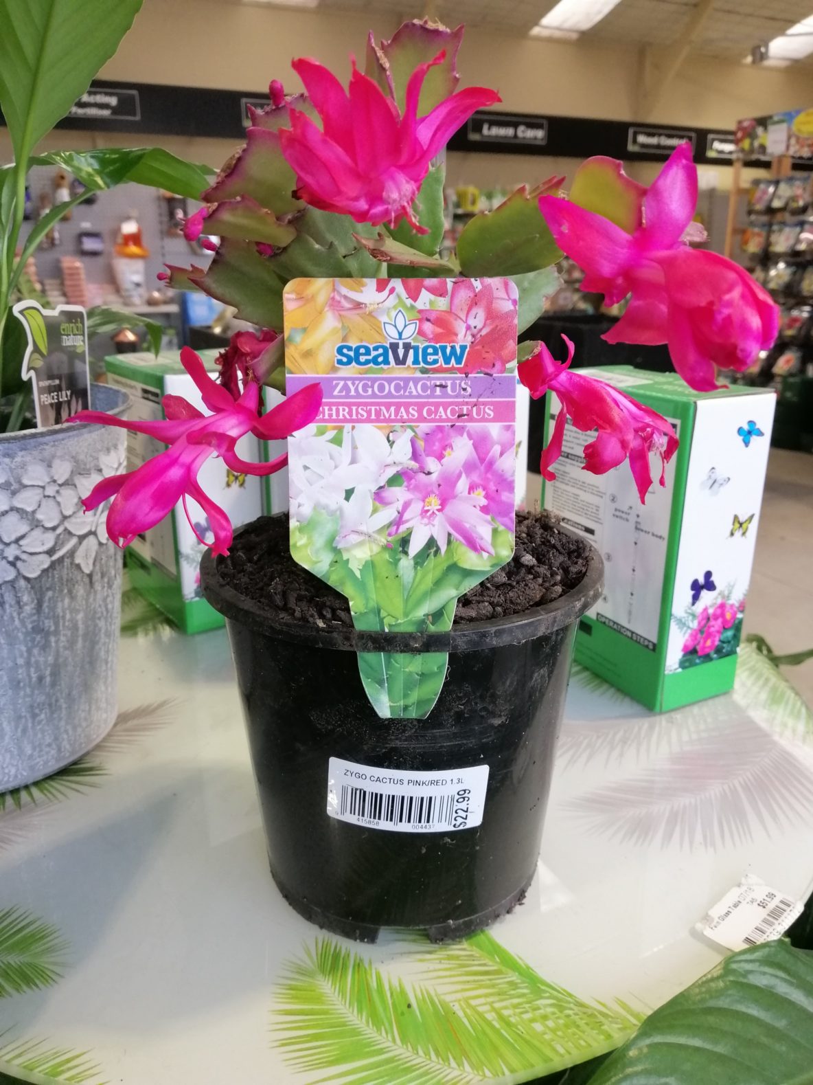 Zygo Cactus Pink - Springvale Garden Centre