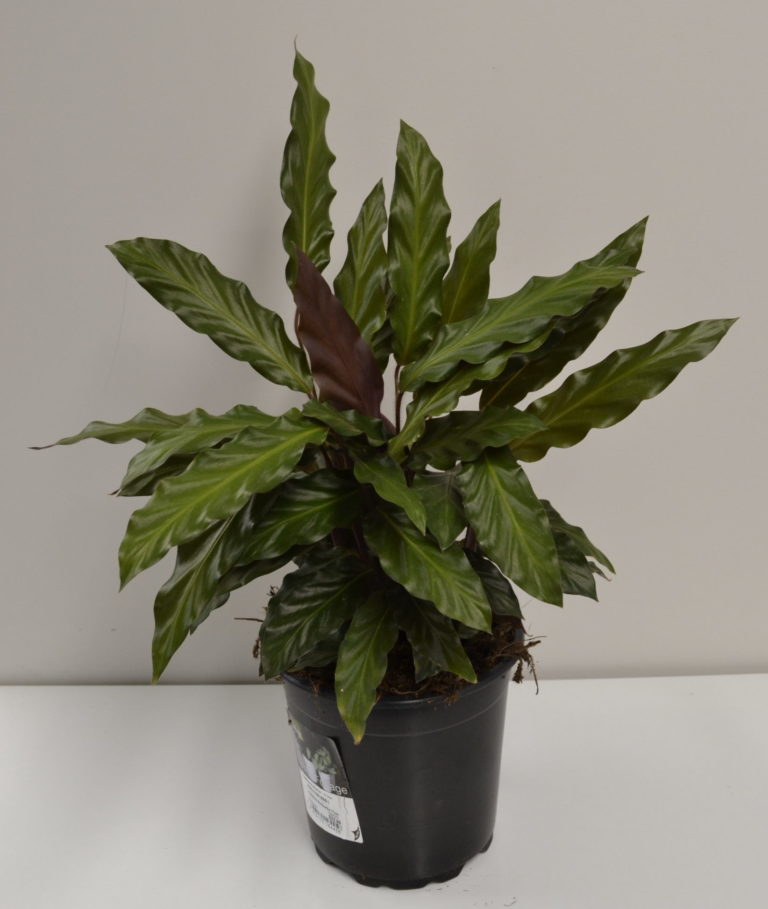 Calathea Rufibarba 17cm - Springvale Garden Centre