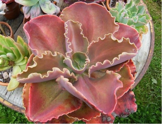Echeveria Bittersweet