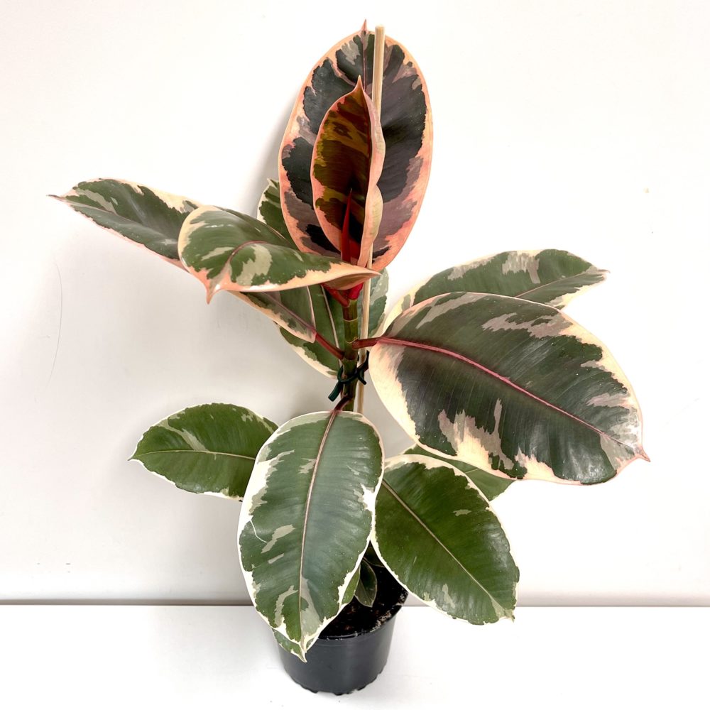 Ficus Ruby 14cm - Springvale Garden Centre