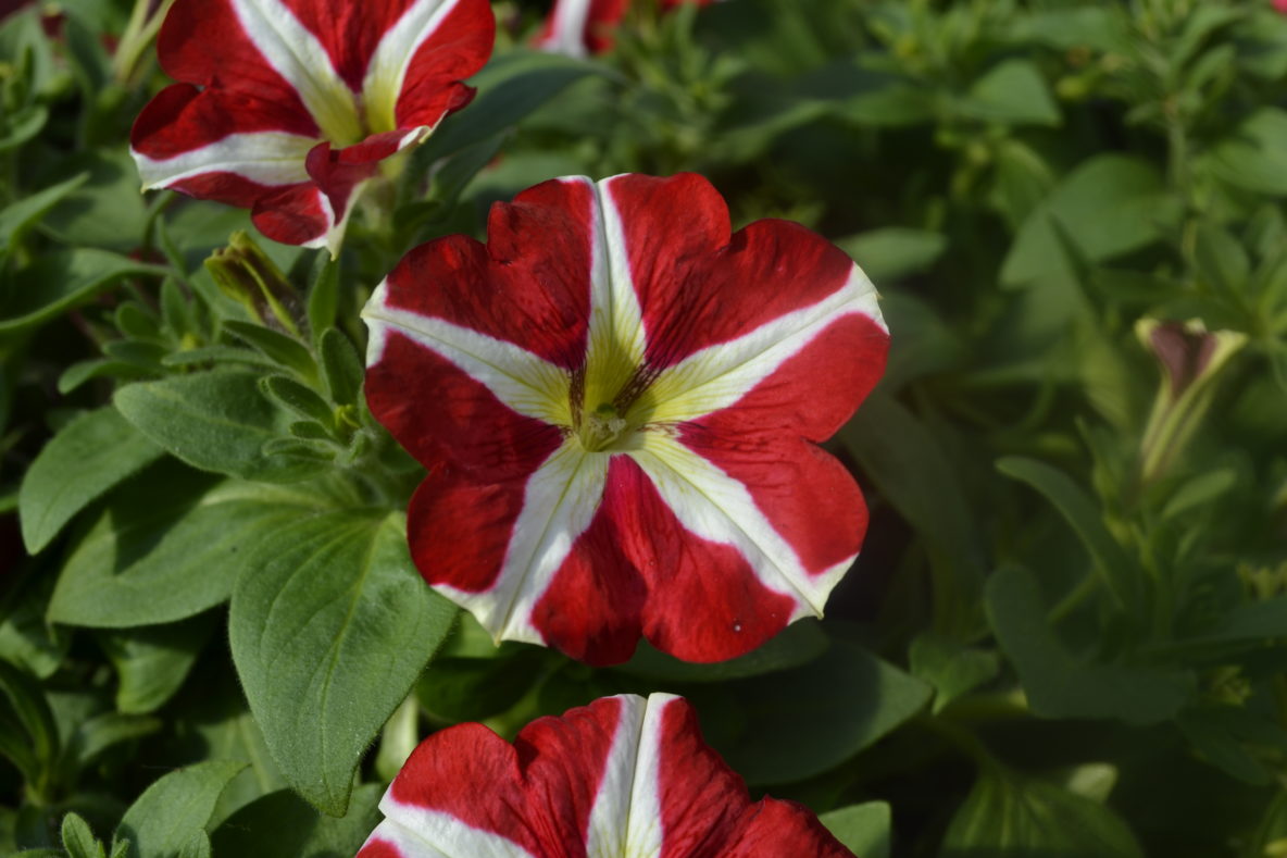 Petunia Amore King Of Hearts 1 - Springvale Garden Centre