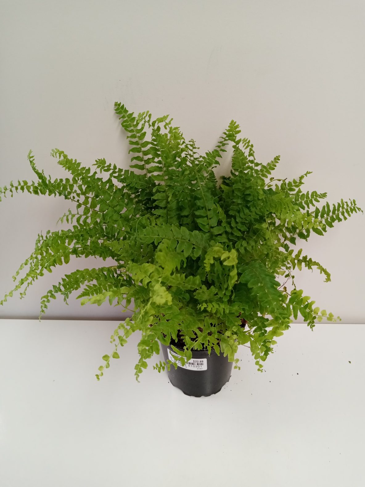 Nephrolepis Mini Boston 12cm - Springvale Garden Centre