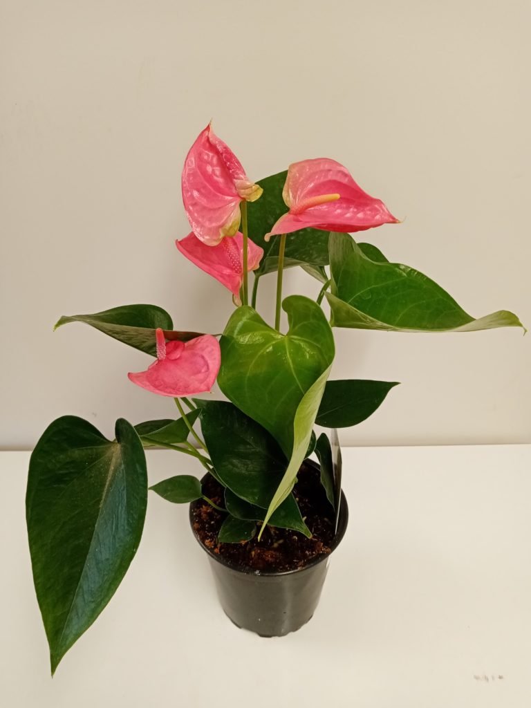 Anthurium Sweet Dream 12cm - Springvale Garden Centre