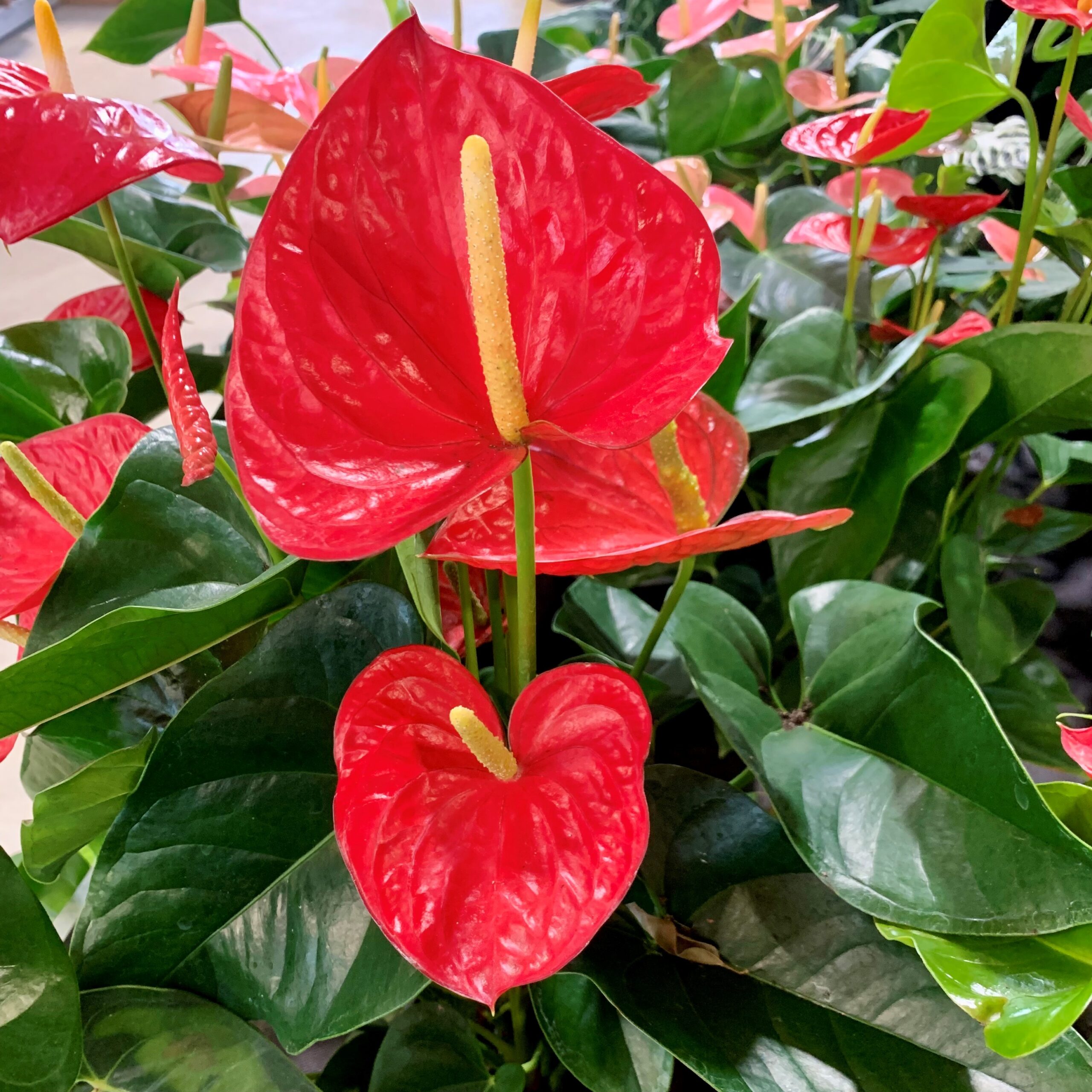 Anthurium Red Winner 15cm