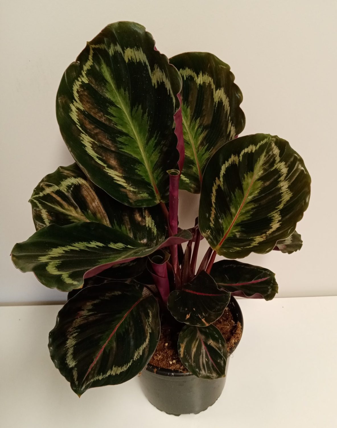 Calathea Medallion 14cm - Springvale Garden Centre