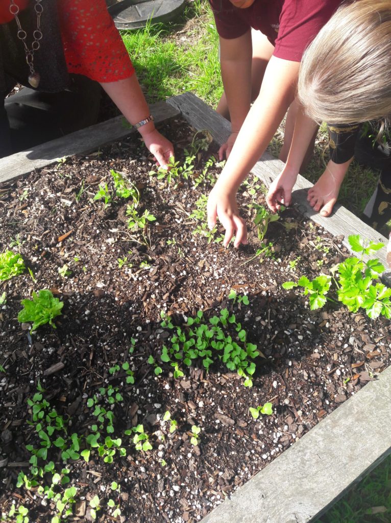 Aranui School veggie garden