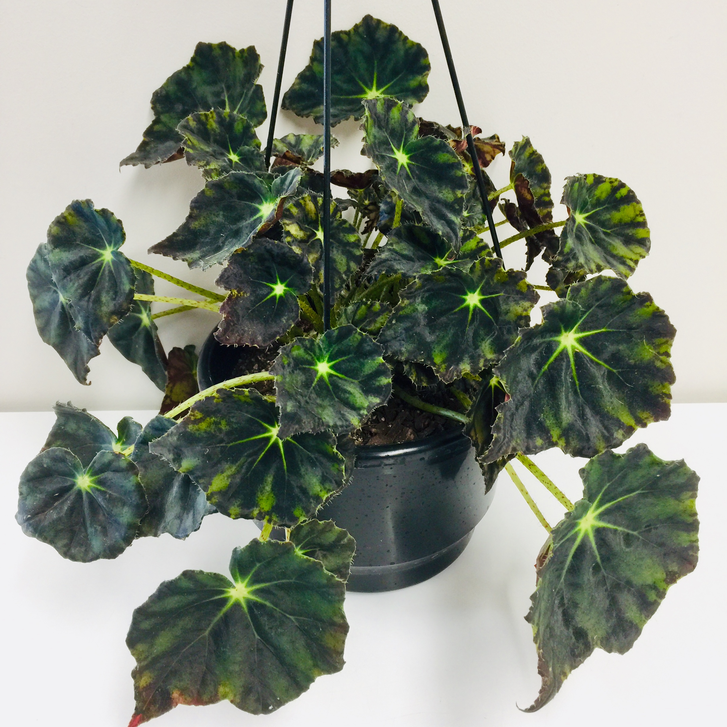 Begonia Mazae 17.5cm Basket - Springvale Garden Centre