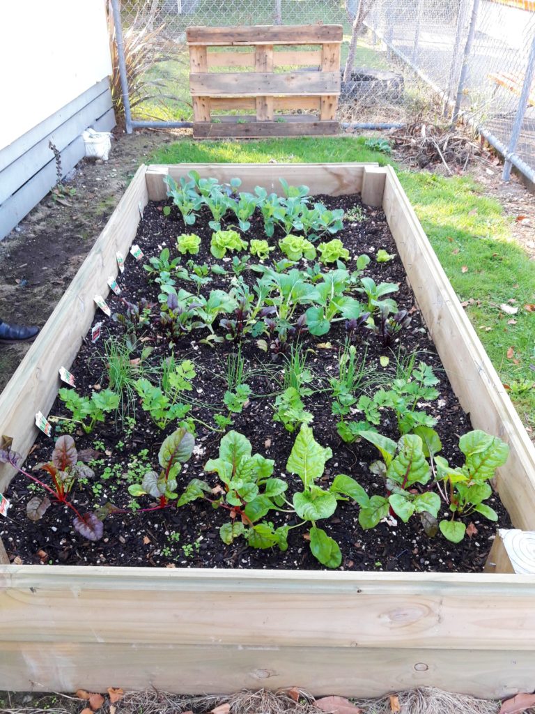 Churton School Vegetable Garden