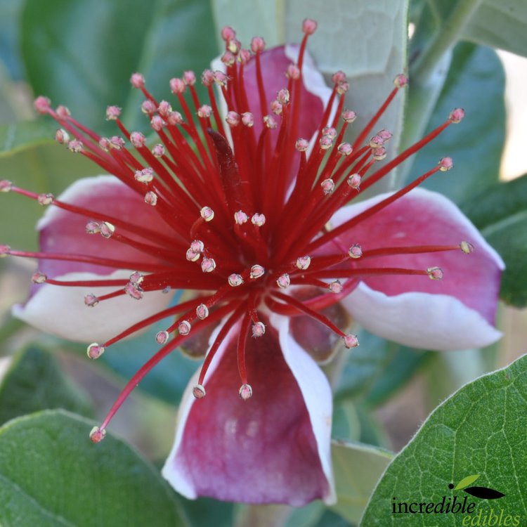Feijoa Antoinette - Image 2