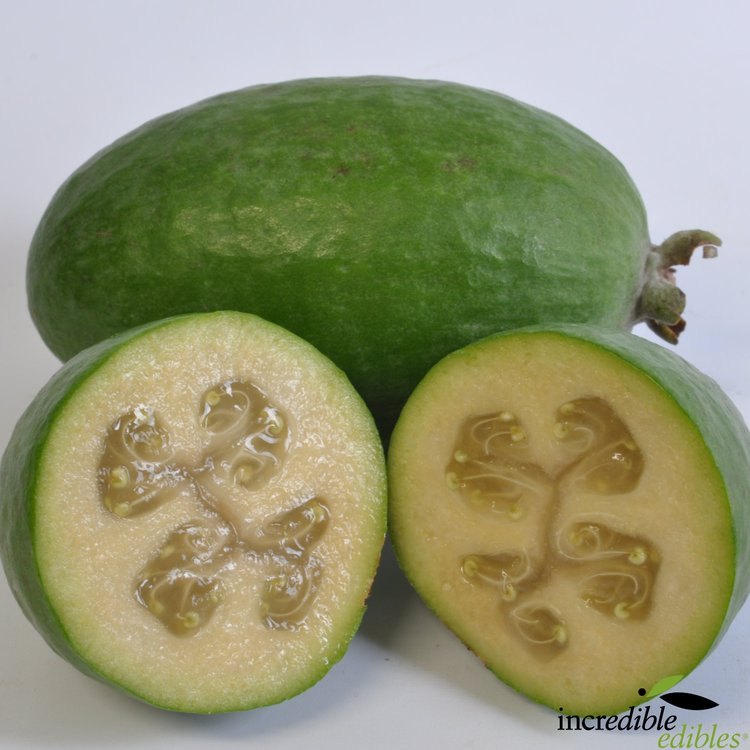 Feijoa Antoinette